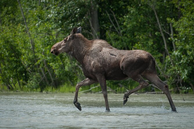 Private Group Eagle Preserve Float Trip in Haines - Is $1,800 a fair price?