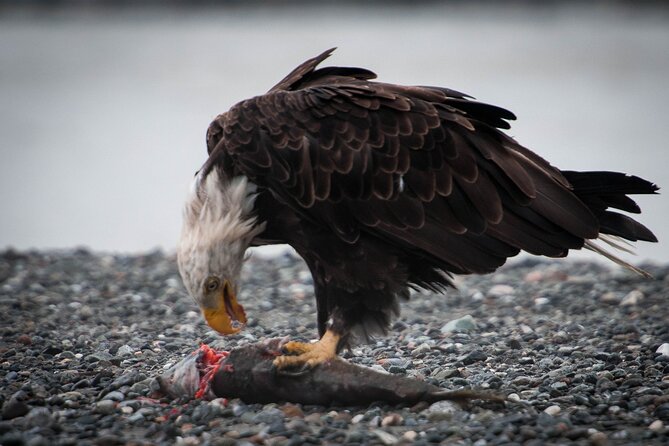 Private Group Eagle Preserve Float Trip in Haines - Who should book this float trip?
