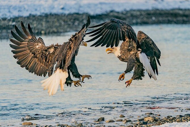 Private Group Eagle Preserve Float Trip in Haines - From Haines to the Chilkat River launch