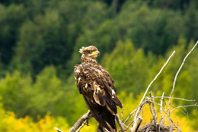 Rafting to Chilkat Bald Eagle Preserve from Haines - What the guides add to the river
