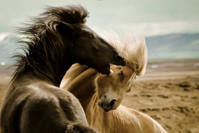 Red Canyon’s Best Of The Wild West Wild Mustang+Rafting Adventure - From McCullough Peaks mustangs to Shoshone River rapids