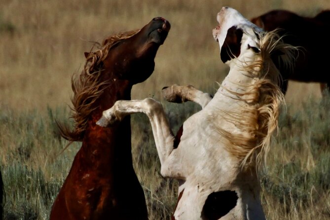 Red Canyon’s Best Of The Wild West Wild Mustang+Rafting Adventure - Seven miles of Shoshone River whitewater