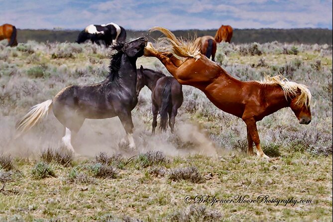 Red Canyon’s Best Of The Wild West Wild Mustang+Rafting Adventure - Practical details before you book
