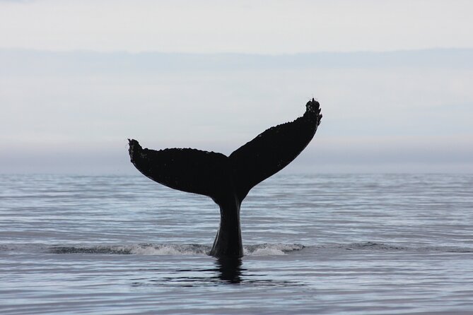 Reykjavik Whales & White Water Rafting Adventure - Key points to know before booking