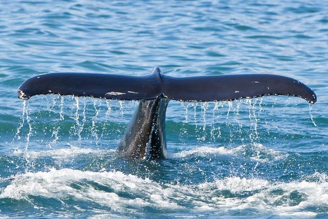 Reykjavik Whales & White Water Rafting Adventure - The sauna is a welcome finish