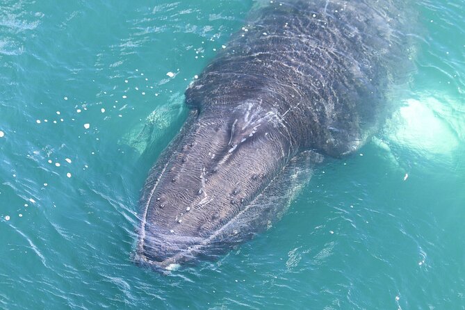 Reykjavik Whales & White Water Rafting Adventure - Is $250 a fair price?