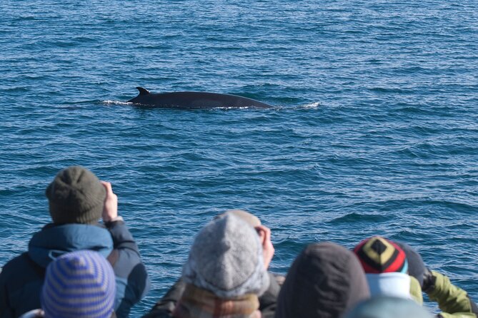Reykjavik Whales & White Water Rafting Adventure - Who will enjoy this day most?