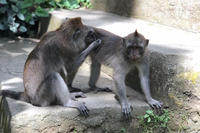 River Rafting Down the Ayung and Sacred Monkey Forest - The role of the driver and guide