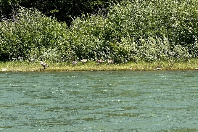 Scenic Float Trip on the Snake River in Grand Teton National Park - Price, timing, and what you receive