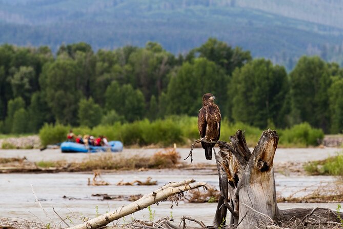Scenic Wildlife Float Trip with Teton Views - A Quiet Way to See the Tetons from the Snake River