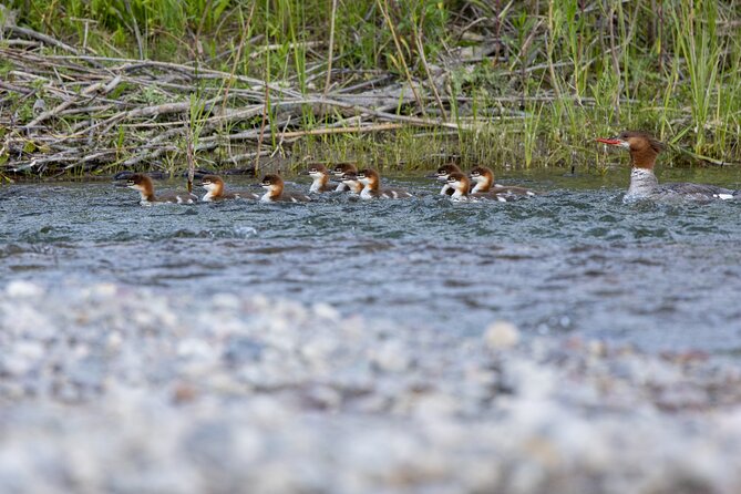 Scenic Wildlife Float Trip with Teton Views - How Calm Is the Ride?