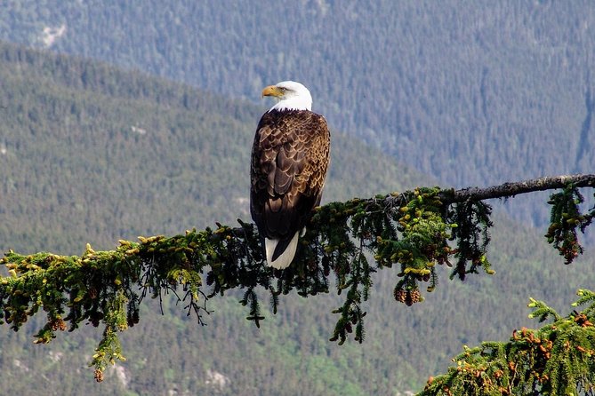Skagway Shore Excursion: Scenic River Float Tour - Dyea Valley and the Chilkoot Trail