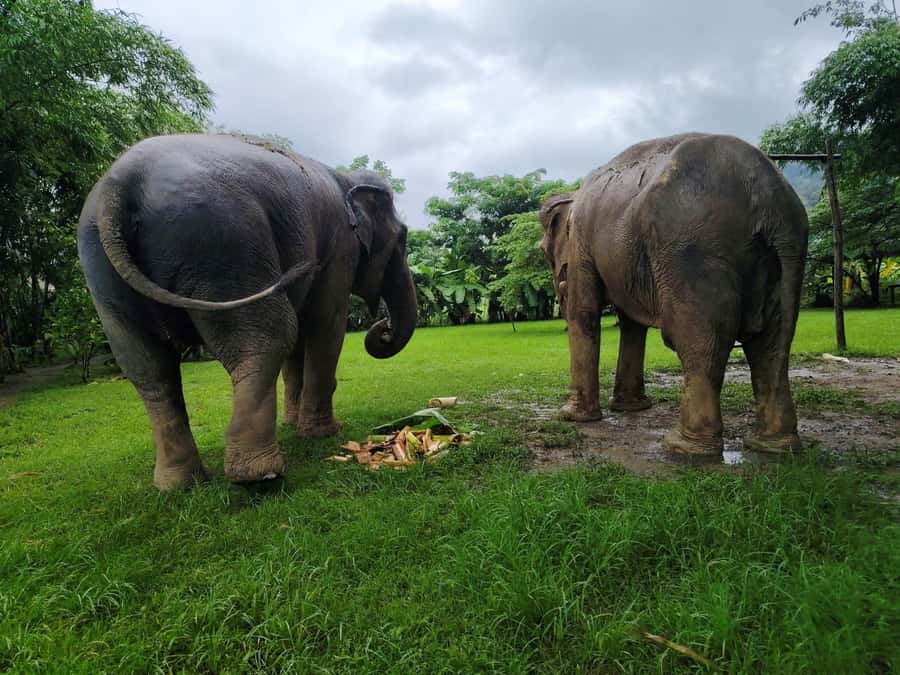 Sticky waterfalls- Elephants- Bamboo or White water rafting. - Rafting through the Mae Taeng countryside