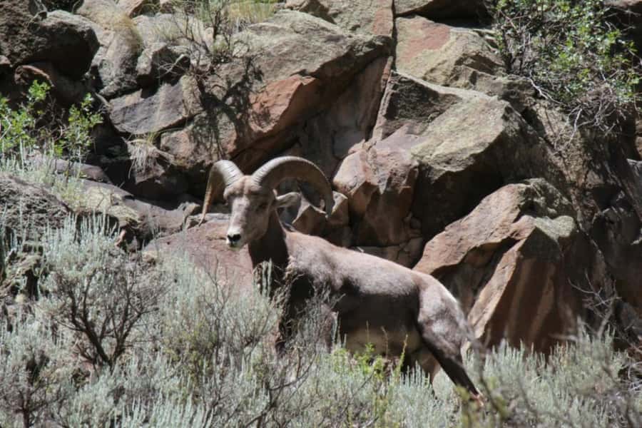 Taos/Santa Fe: Rio Grande Half-Day Float Trip - A gentle Rio Grande trip near Taos