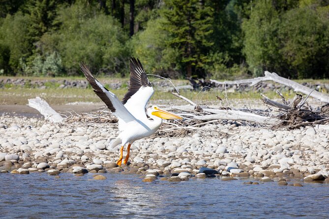 Tetons and Snake River Scenic Float Trip In Jackson Hole - Who should book this Snake River float?