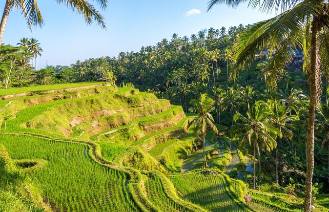 Ubud White Water Rafting, Rice Terrace and Jungle Swing - Key points at a glance