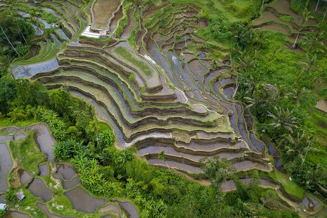 Ubud White Water Rafting, Rice Terrace and Jungle Swing - Is $65 a fair price?