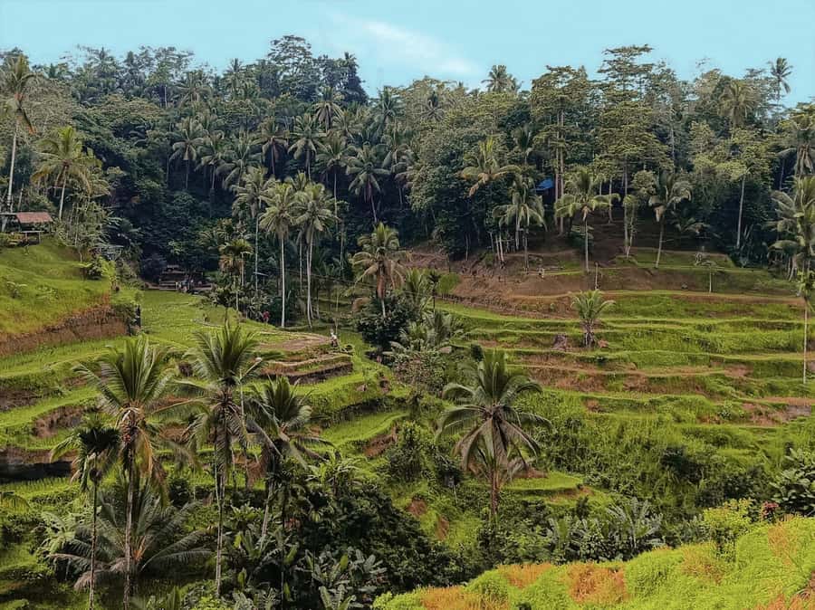 Ubud White Water Rafting with Lunch Included - Tegallalang Rice Terrace adds a quieter finish