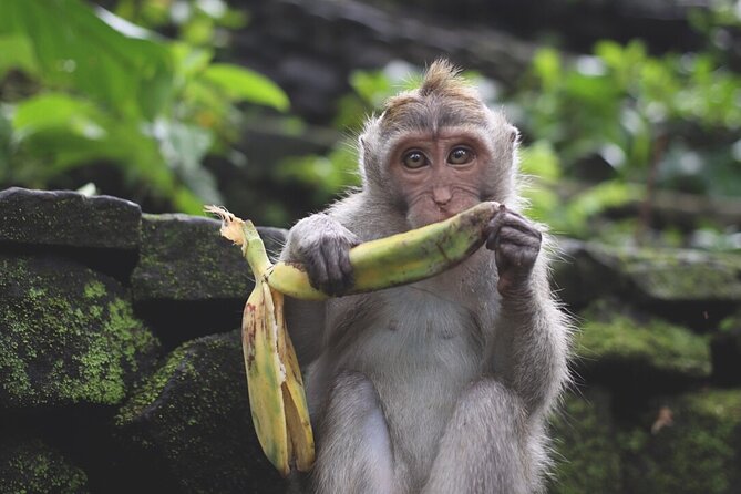 Ubud: White Water Rafting with visit Ubud Monkey Forest - Why this pairing works in one Bali day