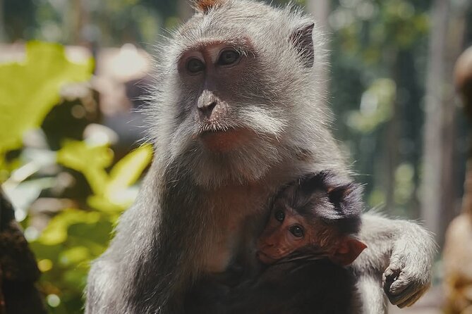 Ubud: White Water Rafting with visit Ubud Monkey Forest - What makes the Ayung setting special