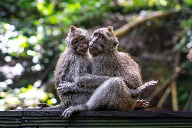Ubud: White Water Rafting with visit Ubud Monkey Forest - Buffet lunch, changing rooms, and the useful pause