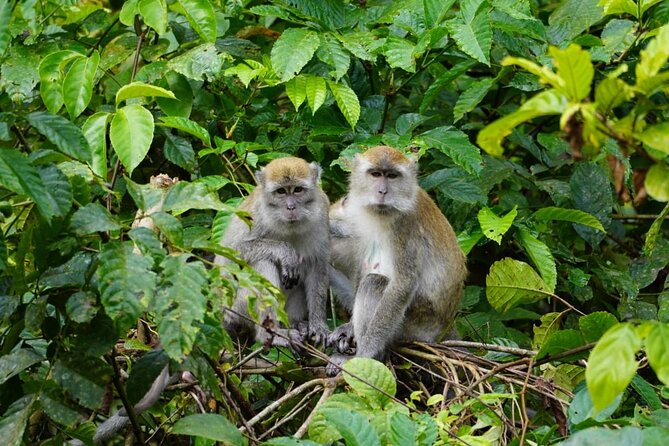Wonderful 2Days 1Night Bukit Lawang Jungle Trekking Free Rafting - Guides, Food, and the Human Side
